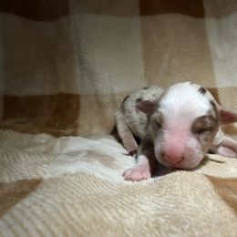 Boy 3 - Red merle male Australian Shepherd puppy in Ridgeville, Indiana from McCord’s Standard Aussies