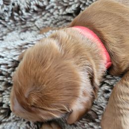 Girl 1 - Red  Goldendoodle puppy in Annandale, Minnesota from Pleasant Lake Doodles