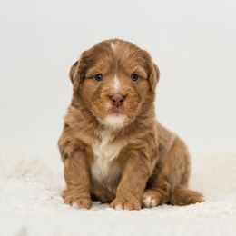 Juniper - female Australian Mountain Doodle puppy in Cortez, Colorado from Sassy Pants Pups