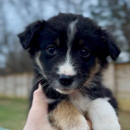 Nova - Girl 5 - Black tri female Miniature Australian Shepherd puppy in Murfreesboro, Tennessee from Norby's Mini Aussies