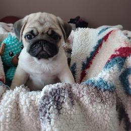 Bacchus - Fawn male Pug puppy in Glendale, Oregon from Azalea Pugs