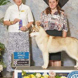 Tugger - Siberian Husky