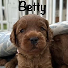 Betty - Caramel red female Australian Labradoodle puppy in Riverside, California from Sycamore Canyon Labradoodle