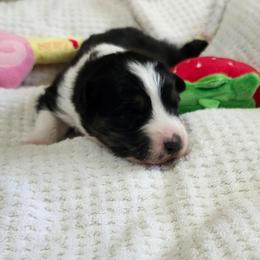 Faith - Black tri-color female Australian Shepherd puppy in Athens, Tennessee from Mimi's Aussie