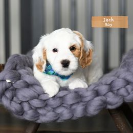 Jack - Cream male Australian Labradoodle puppy in Port Orchard, Washington from Snooze and Sniff Labradoodles