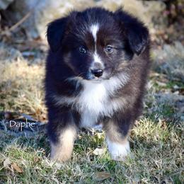 Daphe - Black tri female Miniature Australian Shepherd puppy in Evant, Texas from Lazy VT Bar Ranch