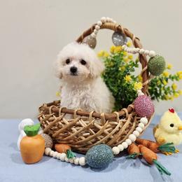 Volt (AKC) - White male Poodle puppy in Rainbow City, Alabama from Spinks Poodles