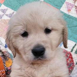 Orange Fanta from the Soda Pop Pups - Golden male Golden Retriever puppy in Fithian, Illinois from LOMAH Retrievers