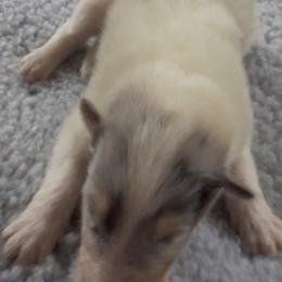 Tobias - White merle male Collie puppy in Malvern, Arkansas from Lost Acres Collies