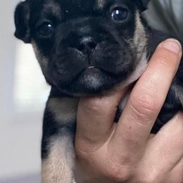 French Bulldogs from GR French Bulldogs