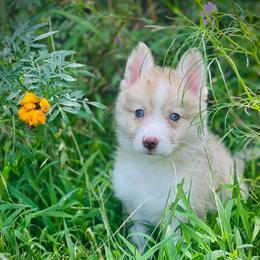 Mink - Merle female Pomsky puppy in Greenville, South Carolina from Thicketty Mountain Pomskies