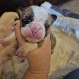 GREEN - Fawn brindle and white male Bulldog puppy in Walhalla, South Carolina from Lowery's English Bulldogs