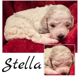 Stella Girl 3 - Cream female Goldendoodle puppy in Ankeny, Iowa from Iowadoodles2love