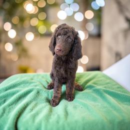 Bert - Phantom male Poodle puppy in Port Orange, Florida from Daytona’s Standard Poodles