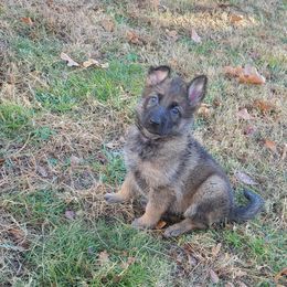 German Shepherd Puppies from Lux Shepherds