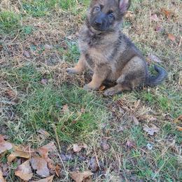 German Shepherd Puppies from Lux Shepherds