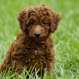 Gilbert - Red  male Goldendoodle puppy in Augusta, West Virginia from Creation Goldedoodles