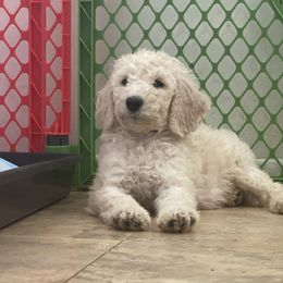 Poodle Puppies from Desert Horizon poodles