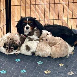 Bernedoodle, Cavalier King Charles Spaniel, Cavapoo, Cockapoo, and Poodle Puppies from Cavapoo Acres