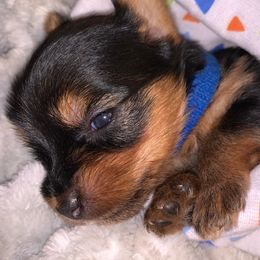 Yorkshire Terriers from Amber's Yorkies