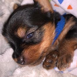 Yorkshire Terriers from Amber's Yorkies