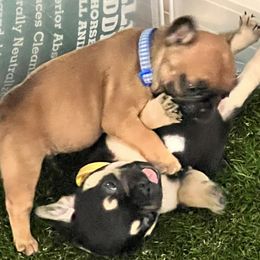 French Bulldogs from FrenchShe Kennels