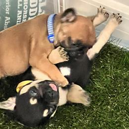 French Bulldogs from FrenchShe Kennels