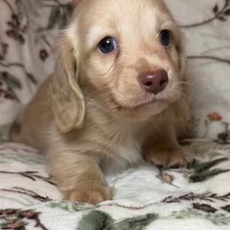 Gucci - Cream male Dachshund puppy in Hilliard, Florida from Divine Dachshunds of Duval