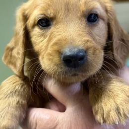 Dirty Deeds - Dark golden male Golden Retriever puppy in Princeton, Minnesota from Bewitched Goldens