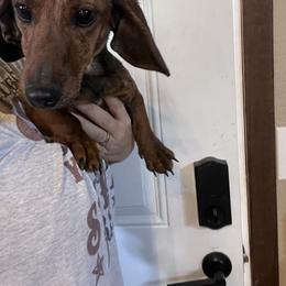 Shilo - Dachshund