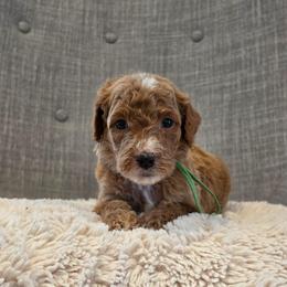 Green - Red  male Goldendoodle puppy in Miami, Florida from GoldStar Doodles USA
