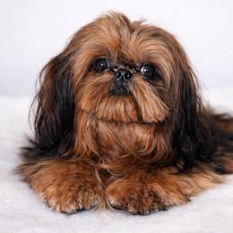 Amber - Shih Tzu