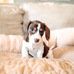 Dachshund and German Shepherd Puppies from Mountain Valley Kennel