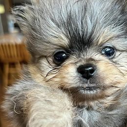 Pomeranians from Purdy Pomeranian Pooches