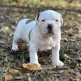 Giblet - White male American Bulldog puppy in Pace, Florida from Genesis American Bulldogs