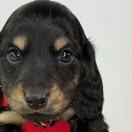 Preston❤️ - Black and cream male Dachshund puppy in New Braunfels, Texas from 2 Knights Doxies