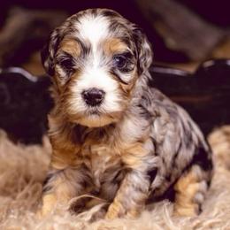 Hermione - Blue merle female Bernedoodle puppy in Tyner, Kentucky from Good Dog Doodles