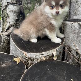 Paprika - Red and white male Pomsky puppy in Staples, Minnesota from Ritzy Puppies