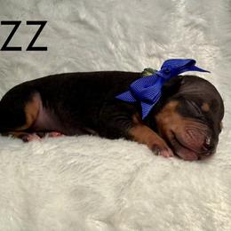 Buzz - Black male Great Dane puppy in Westland, Georgia from Black Tie Danes