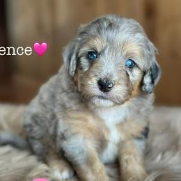 Fence - Blue merle female Aussiedoodle puppy in Lancaster, Minnesota from Finney Ranch