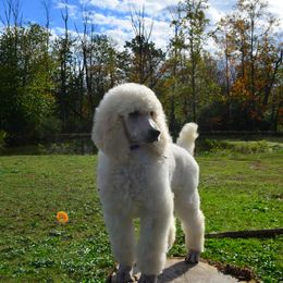 Poodle Puppies from D and D Standard Poodles