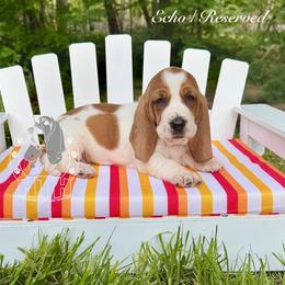 Echo - Mahogany and white female Basset Hound puppy in Dingess, West Virginia from Tuckers' Howling Hounds