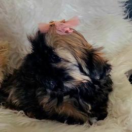 Anatasia - Black and tan female Shih Tzu puppy in Center Point, Iowa from Puppies in a Box Shih tzus
