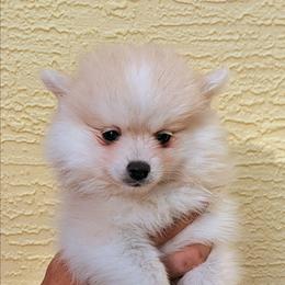 Elsie-2000 - White female Pomsky puppy in Spring Hill, Florida from www.PuppyTimeEmporium.com