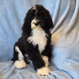 Junebug - Black and white female Sheepadoodle puppy in Heyburn, Idaho from Royal T Acres