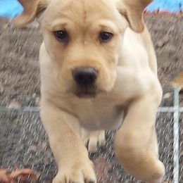 Labrador Retrievers from Holly Wilson's Labrador Retrievers