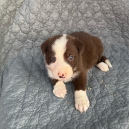 Boy 3 - Red male Border Collie puppy in Centerville, Washington from Forthright Farms