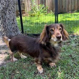 Penny - Dachshund
