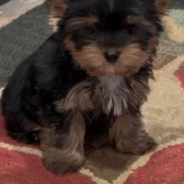 Journey - Black and gold female Yorkshire Terrier puppy in Colmesneil, Texas from Wanda Toparcean's Yorkies