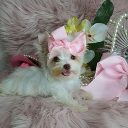 ChaRité - Parti female Yorkshire Terrier puppy in Humble, Texas from Marnax Yorkshire Babies